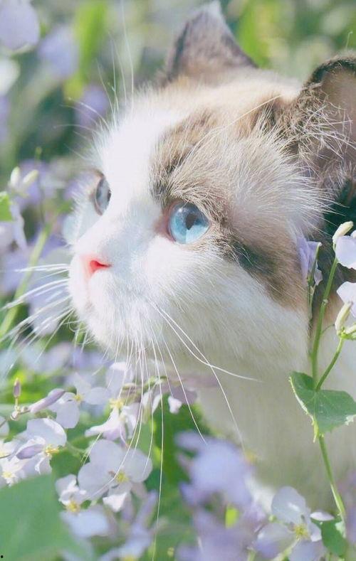 娱乐吃瓜君猫咪摇头,揭秘吃瓜君的萌态瞬间