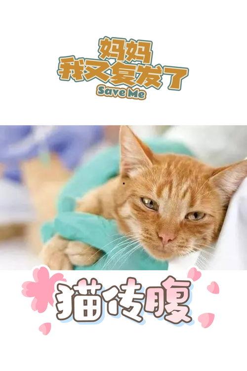 娱乐吃瓜酱猫传腹,揭秘“猫传腹”事件背后的真相与反思